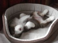 Please....... tickle my tummy